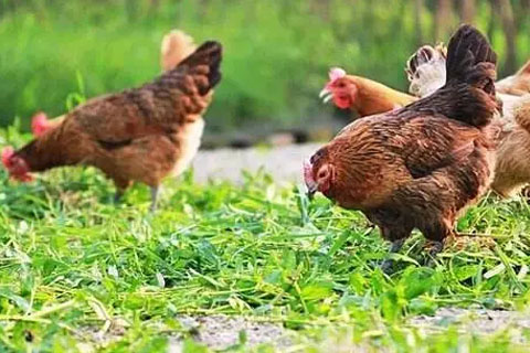 什么是家庭農場 什么是家庭農場